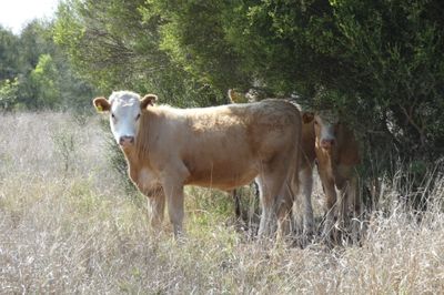 120 EU Charolais / Hereford Cross Steers