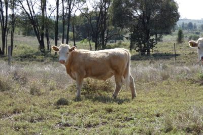 120 EU Charolais / Hereford Cross Steers