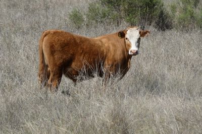 120 EU Charolais / Hereford Cross Steers