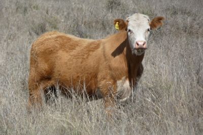 120 EU Charolais / Hereford Cross Steers