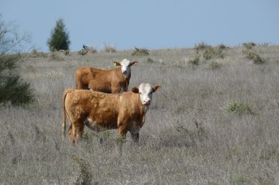 120 EU Charolais / Hereford Cross Steers