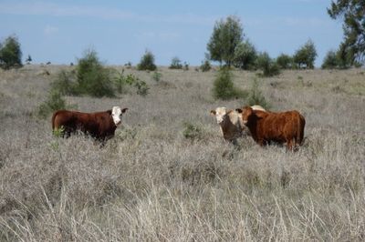 120 EU Charolais / Hereford Cross Steers