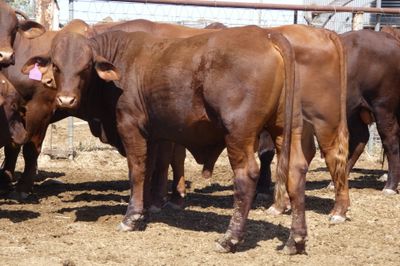 14 Santa Gertrudis Bulls