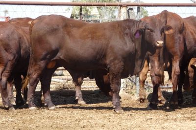 14 Santa Gertrudis Bulls