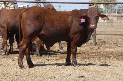 14 Santa Gertrudis Bulls