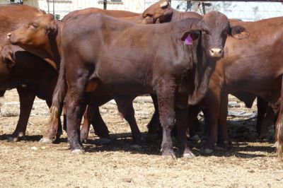 14 Santa Gertrudis Bulls