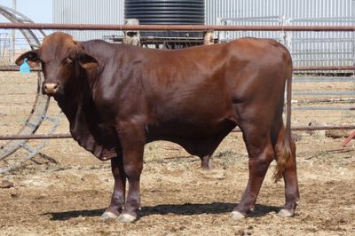 14 Santa Gertrudis Bulls