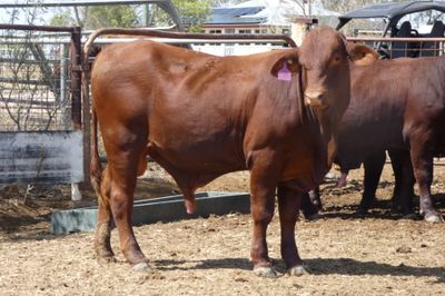 14 Santa Gertrudis Bulls