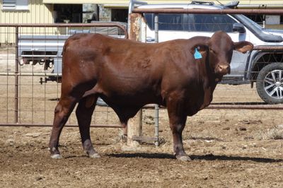 14 Santa Gertrudis Bulls
