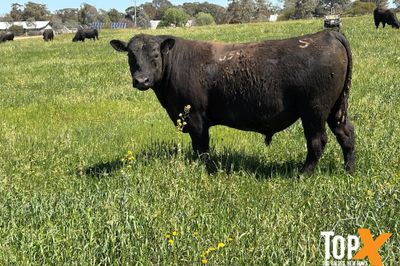 ANGUS BULLS - READY TO WORK - FREE DELIVERY