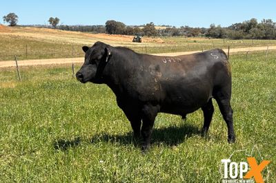 ANGUS BULLS - READY TO WORK - FREE DELIVERY