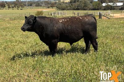 ANGUS BULLS - READY TO WORK - FREE DELIVERY