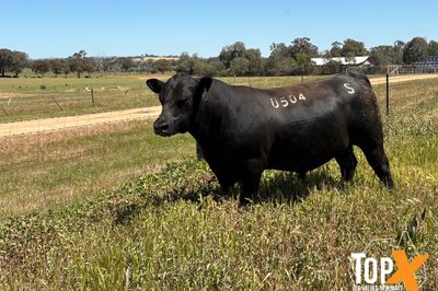 ANGUS BULLS - READY TO WORK - FREE DELIVERY