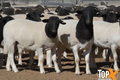 A+  580 MIXED SEX DORPER LAMBS