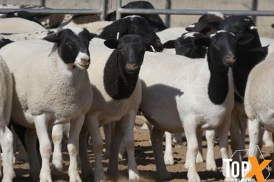 A+  580 MIXED SEX DORPER LAMBS