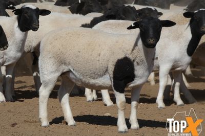 A+  580 MIXED SEX DORPER LAMBS