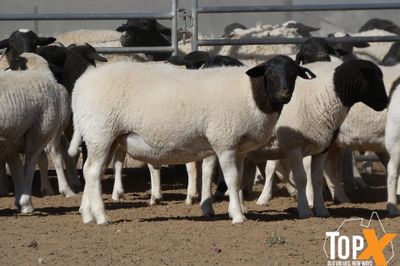 A+  580 MIXED SEX DORPER LAMBS