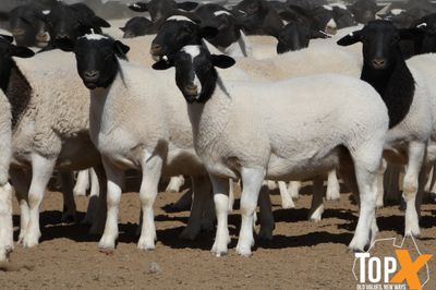 A+  580 MIXED SEX DORPER LAMBS