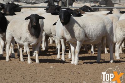 A+  580 MIXED SEX DORPER LAMBS