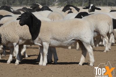 A+  580 MIXED SEX DORPER LAMBS