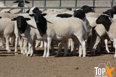 A+  580 MIXED SEX DORPER LAMBS