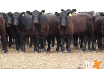 A+ 17/10 - 420 ANGUS BACKGROUNDER HEIFERS