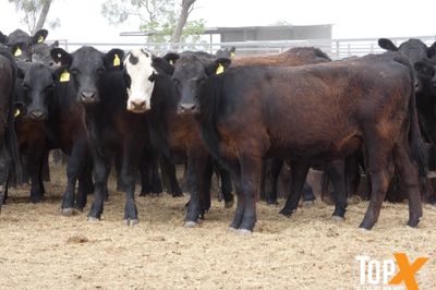 A+ 17/10 - 420 ANGUS BACKGROUNDER HEIFERS