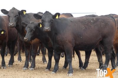 A+ 17/10 - 420 ANGUS BACKGROUNDER HEIFERS