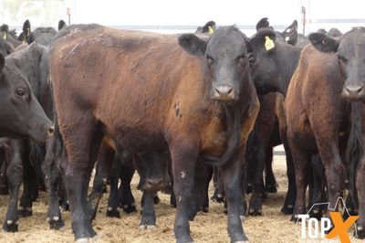 A+ 17/10 - 420 ANGUS BACKGROUNDER HEIFERS