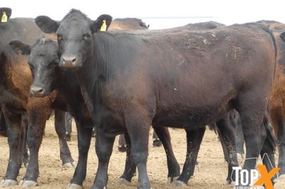 A+ 17/10 - 420 ANGUS BACKGROUNDER HEIFERS