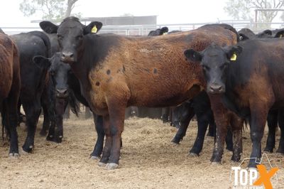 A+ 17/10 - 420 ANGUS BACKGROUNDER HEIFERS