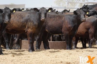 A+ 17/10 - 420 ANGUS BACKGROUNDER HEIFERS