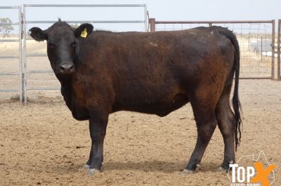 A+ 17/10 - 420 ANGUS BACKGROUNDER HEIFERS