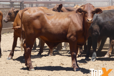 120 Backgrounder Steers