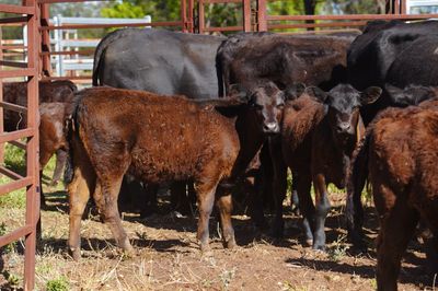 45 2nd Calf Angus Cows & Calves