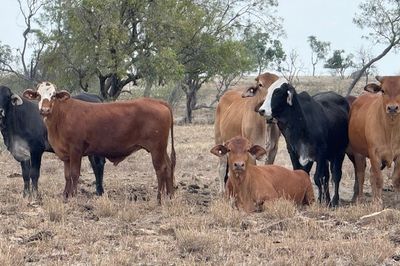 Approx. 192 Flat Back Steers