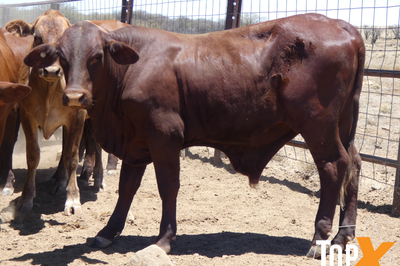 120 Backgrounder Steers