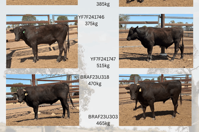 Wagyu Full Blood Bulls