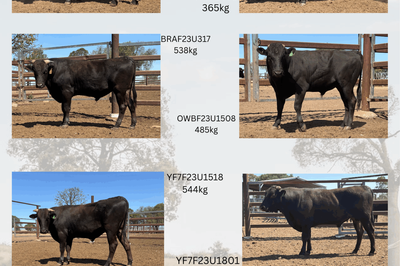 Wagyu Full Blood Bulls