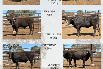 Wagyu Full Blood Bulls