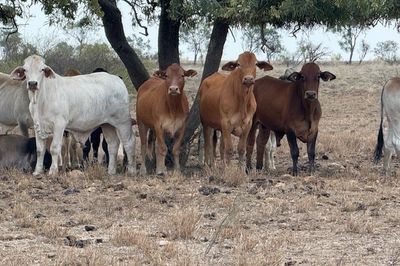Approx. 192 Flat Back Steers