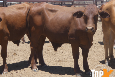 120 Backgrounder Steers