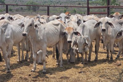 Grey Brahman Heifers