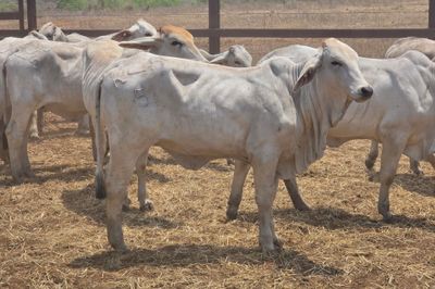 Grey Brahman Heifers