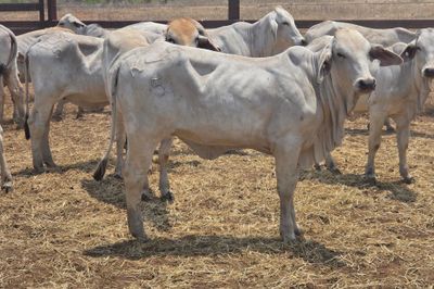 Grey Brahman Heifers