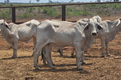 Grey Brahman Heifers