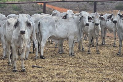 Grey Brahman Heifers