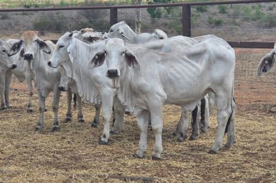 Grey Brahman Heifers