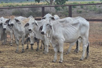 Grey Brahman Heifers