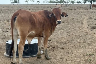 Approx. 192 Flat Back Steers